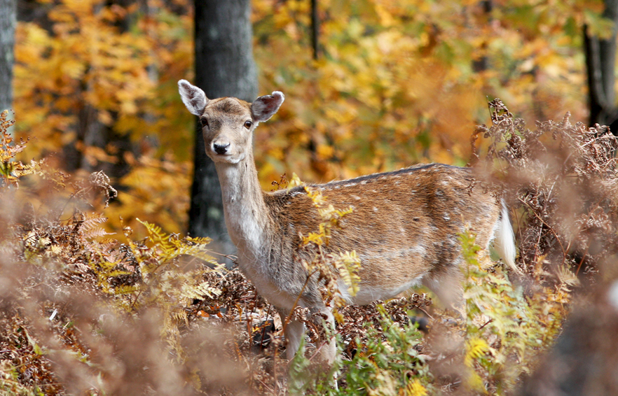 Carousel Desktop Top 10
