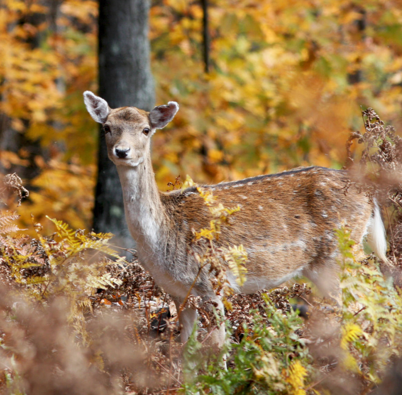 Keyinformation Desktop 01 Attingham Park