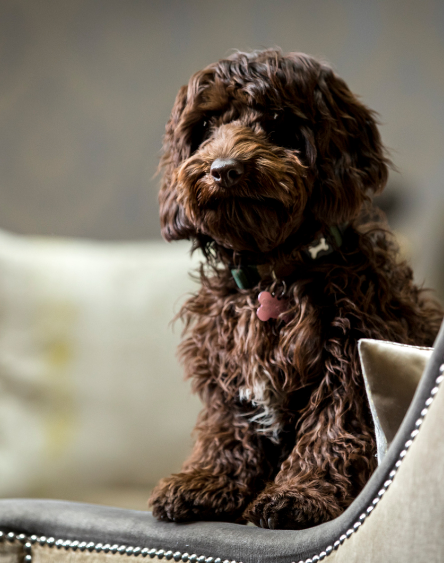 Crosssell Desktop Primary CTA Dog